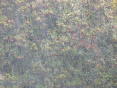 農(nóng)業(yè)種植業(yè)如何應(yīng)對暴雨？
