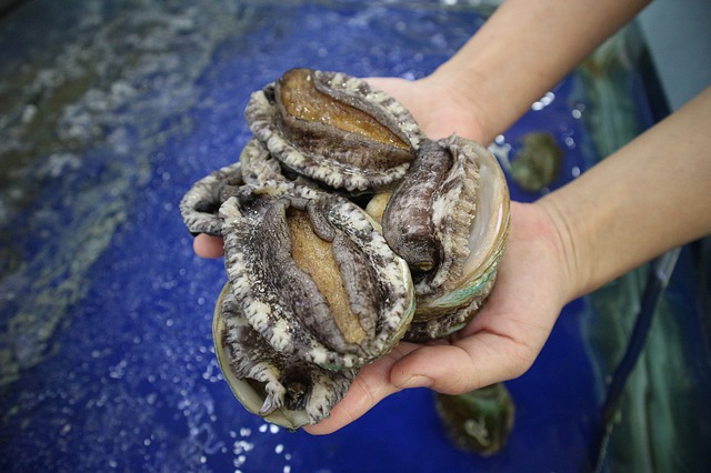 鮑魚，正在走向大眾的餐桌